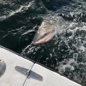 Meet your Posher, Cory